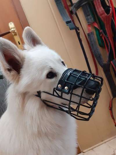 Wie sitzt mein Maulkorb / Maulkorb-Beratung-Beitrag-Bild