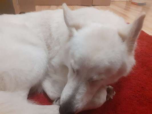 Weißer Schweizer Schäferhund-Beitrag-Bild