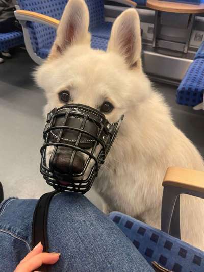 51. Impulskontrollchallenge: Maulkorb/ Ausrüstungsgegenstand tolerieren-Beitrag-Bild