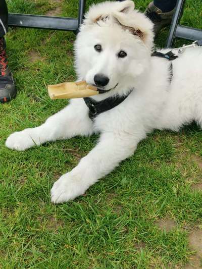 Weißer Schweizer Schäferhund-Beitrag-Bild