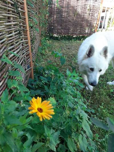 154. FotoChallenge * AUFS BILD GEMOGELT *-Beitrag-Bild