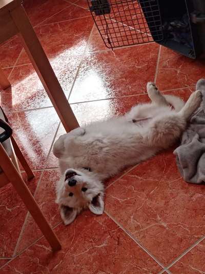 Weißer Schweizer Schäferhund-Beitrag-Bild