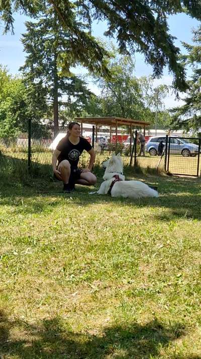 Impulskontrolle Challenge Nr. 11 "Bleib mit Ablenkung"-Beitrag-Bild