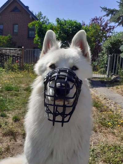 51. Impulskontrollchallenge: Maulkorb/ Ausrüstungsgegenstand tolerieren-Beitrag-Bild