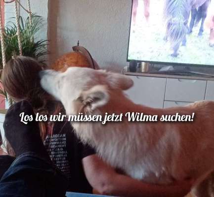 4. Kurzgeschichten Challenge Thema: Hundefreundschaften-Beitrag-Bild