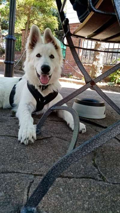 Dogorama Photo Challenge - Schattiges Plätzchen-Beitrag-Bild