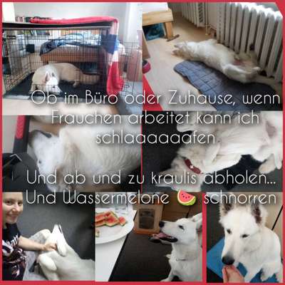 3. Kurzgeschichten Challenge 
Thema: 1 Tag mit euren Fellnasen-Beitrag-Bild