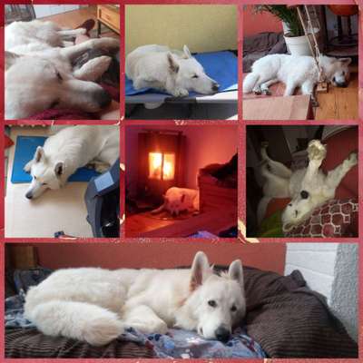 42. Collage Challenge - Ruheplatz-Beitrag-Bild