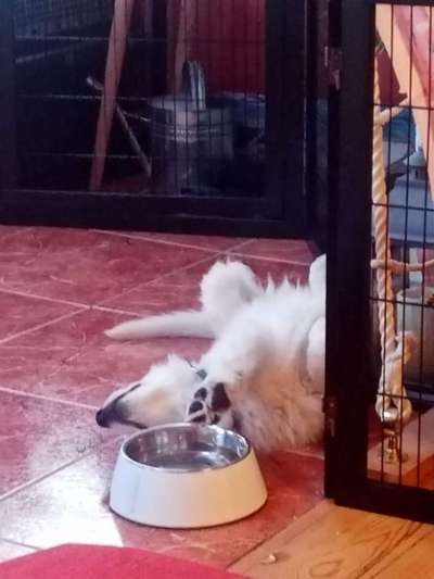 Welpen Bilder !-Beitrag-Bild