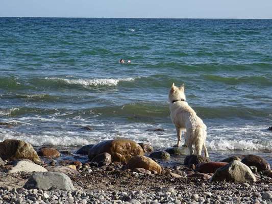 Alles rund um den Schäferhund, diskutieren erwünscht.-Beitrag-Bild