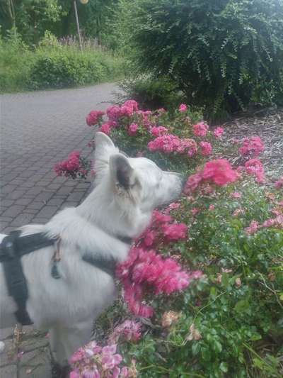 Dogorama Photo Challenge- Der Nase nach-Beitrag-Bild