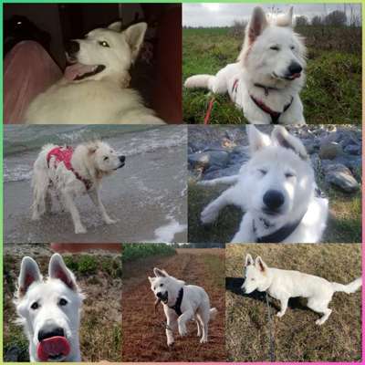 20. Collagen Challenge - "Lustige Schnappschüsse"-Beitrag-Bild