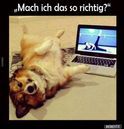 Hunde Memes-Beitrag-Bild