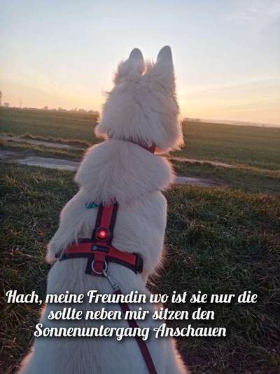 4. Kurzgeschichten Challenge Thema: Hundefreundschaften-Beitrag-Bild