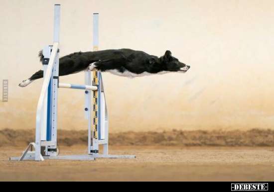 Hunde Memes-Beitrag-Bild