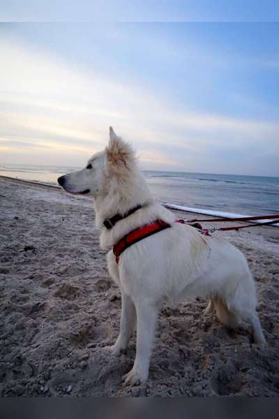 Fotos &Collagen: Beobachtungsposten-Beitrag-Bild