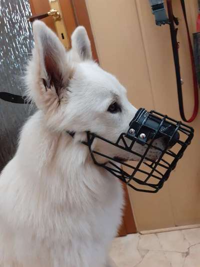 Wie sitzt mein Maulkorb / Maulkorb-Beratung-Beitrag-Bild