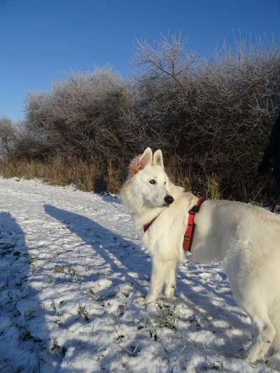 Foto Challenge Nr.: 114
Hunde im Schnee-Beitrag-Bild