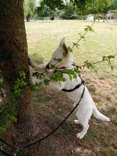 Handy Foto Challenge Nr. 49: Mein Freund der Baum-Beitrag-Bild