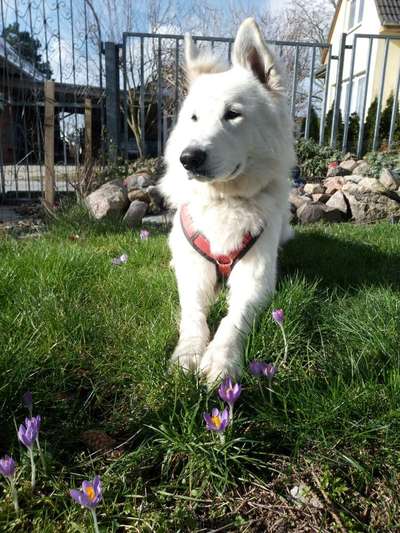 36. Handy Foto Challenge - Sonnenanbeter-Beitrag-Bild