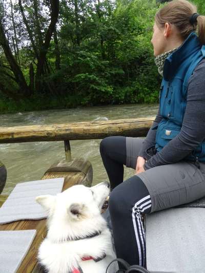 Weißer Schweizer Schäferhund-Beitrag-Bild