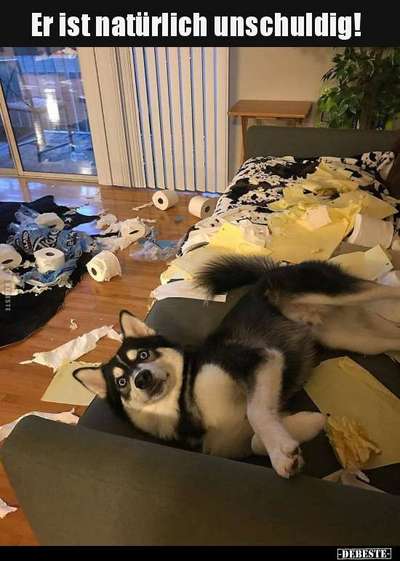 Hunde Memes-Beitrag-Bild