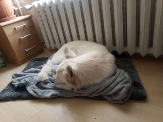 Weißer Schweizer Schäferhund-Beitrag-Bild