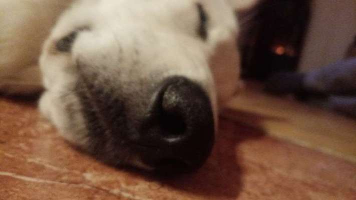 Zeigt her eure Hundenasen-Beitrag-Bild