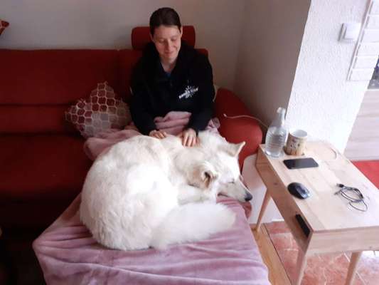 Zeigt her; eure "zu gross geratenen Schosshunde"-Beitrag-Bild