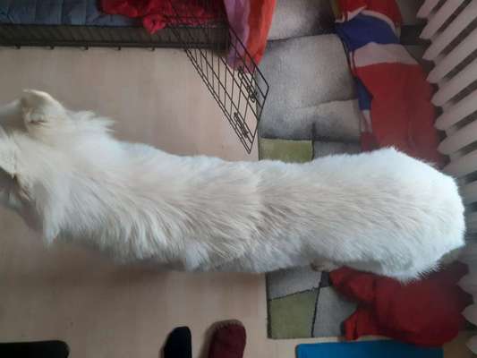 Der Gewichts-Thread-Beitrag-Bild