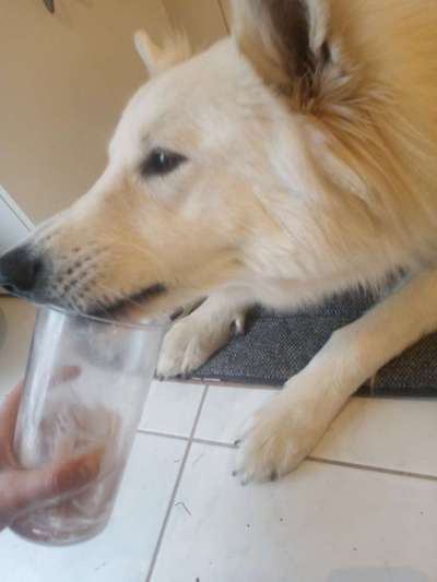 Heute gibt es.....der "ich mach die Leckerlis-Selber-Thread"-Beitrag-Bild