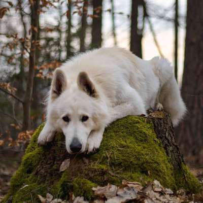 Hundetreffen-Gassi Runde/ Trainingspartner oder Spielfreude gesucht-Bild