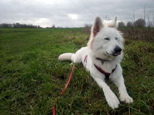 Dogorama Photo Challenge - Fail/Outtakes-Beitrag-Bild