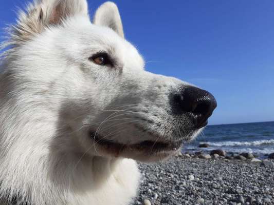 Handy Fotochallenge Nr. 52: Dein Hund mit blauem Himmel-Beitrag-Bild