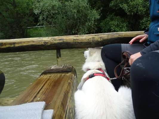 Weißer Schweizer Schäferhund-Beitrag-Bild