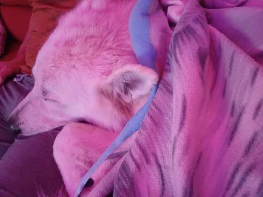 43. Impulskontrollchallenge: Decke deinen Hund zu und er muss liegenbleiben-Beitrag-Bild