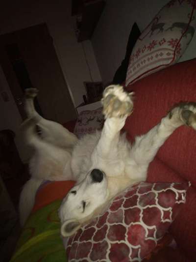 Hands,äh Pfoten up in the Air-Beitrag-Bild