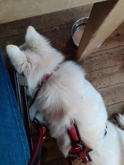 Impulskontrolle Challenge Nr.: 7
         "Gesellschaftsfähig"-Beitrag-Bild