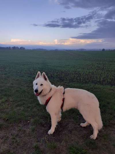 156. Fotochallenge *** DEIN HUND UND DIE WUNDERSCHÖNEN WOLKEN ***-Beitrag-Bild