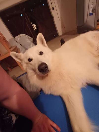 51. Impulskontrollchallenge: Maulkorb/ Ausrüstungsgegenstand tolerieren-Beitrag-Bild