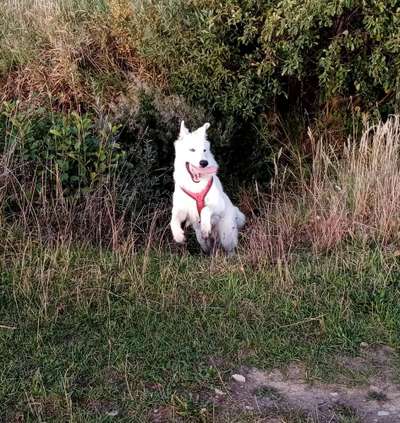 Fotosammlung: ,,Der natürliche Hund" Unbearbeitet, ungestellt und in Natura-Beitrag-Bild