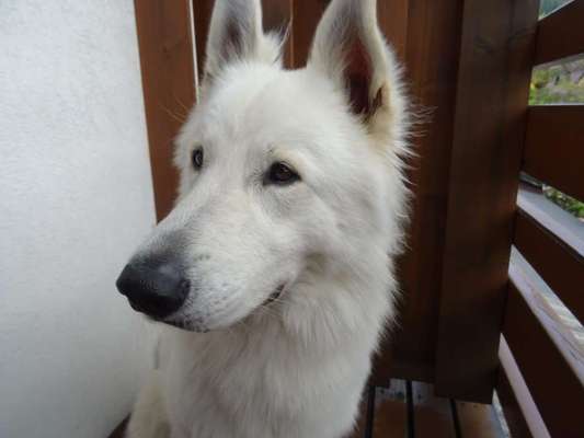 Hunde Porträt (Portrait) Galerie....-Beitrag-Bild