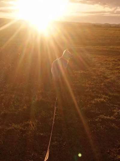 Sonnenaufgang mit Hund-Beitrag-Bild