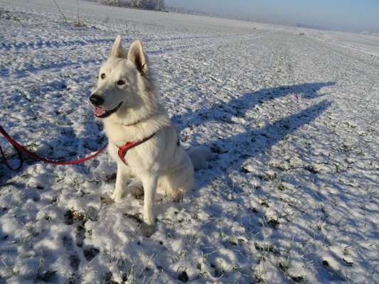 Dogorama Photo Challenge - Winterstimmung-Beitrag-Bild