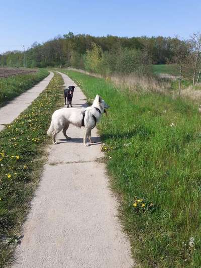 Weißer Schweizer Schäferhund-Beitrag-Bild
