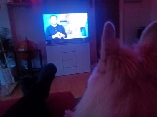 Fernseh-Hunde-Beitrag-Bild