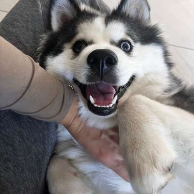 Hundetreffen-Spielkamerad/Trainingspartner gesucht-Bild