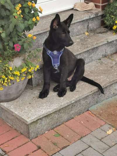 Welpen Bilder !-Beitrag-Bild