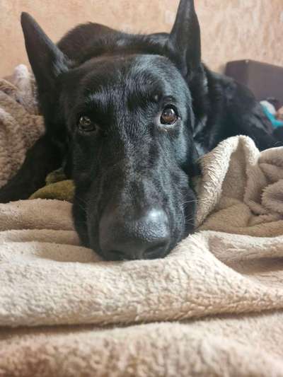 Wie kamst du zu deinem Hund?-Beitrag-Bild