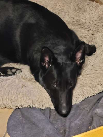 Deutsche Schäferhunde, Belgische Schäferhunde.-Beitrag-Bild